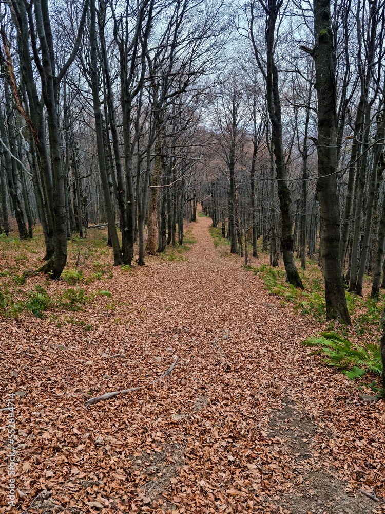 Fototapeta premium Autumn in the mountains, autumn in the forest. Beautiful colorful leaves in a beech forest lying on a path. Mysterious view of colorful leaves, mysterious beautiful forest, path and hiking trail in th