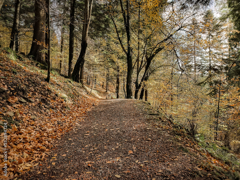 Autumn in the mountains, autumn in the forest. Beautiful colorful leaves in a beech forest lying on a path. Mysterious view of colorful leaves, mysterious beautiful forest, path and hiking trail in th Autumn in the mountains, autumn in the forest. Beautiful colorful leaves in a beech forest lying on a path. Mysterious view of colorful leaves, mysterious beautiful forest, path and hiking trail in th