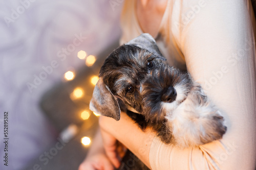 small pensive cute schnauzer puppy sits touchingly on the handles with lights bokeh