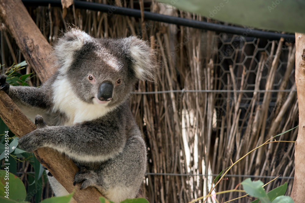 Fototapeta premium the koala is climbing up a tree