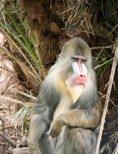 the mandrill has  red and blue skin on its face and posterior.Its body fur is grey and tan
