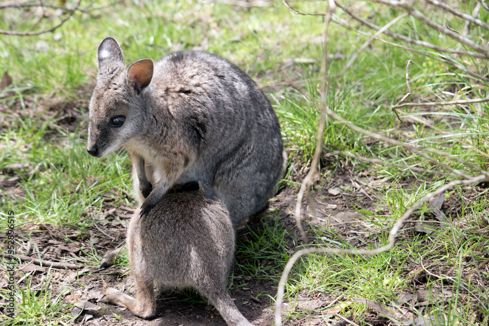 the joey tammar wallaby is mainly grey with tan arms and head the joey tammar wallaby is mainly grey with tan arms and head
