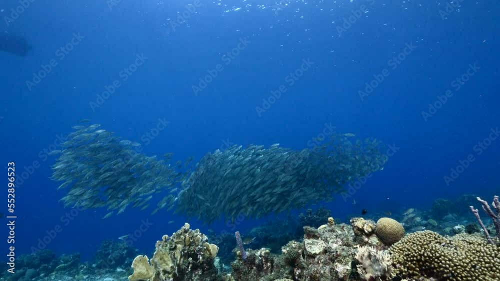 Seascape with Bait Ball, School of Fish, Mackerel fish in the coral reef of the Caribbean Sea, Curacao Seascape with Bait Ball, School of Fish, Mackerel fish in the coral reef of the Caribbean Sea, Curacao