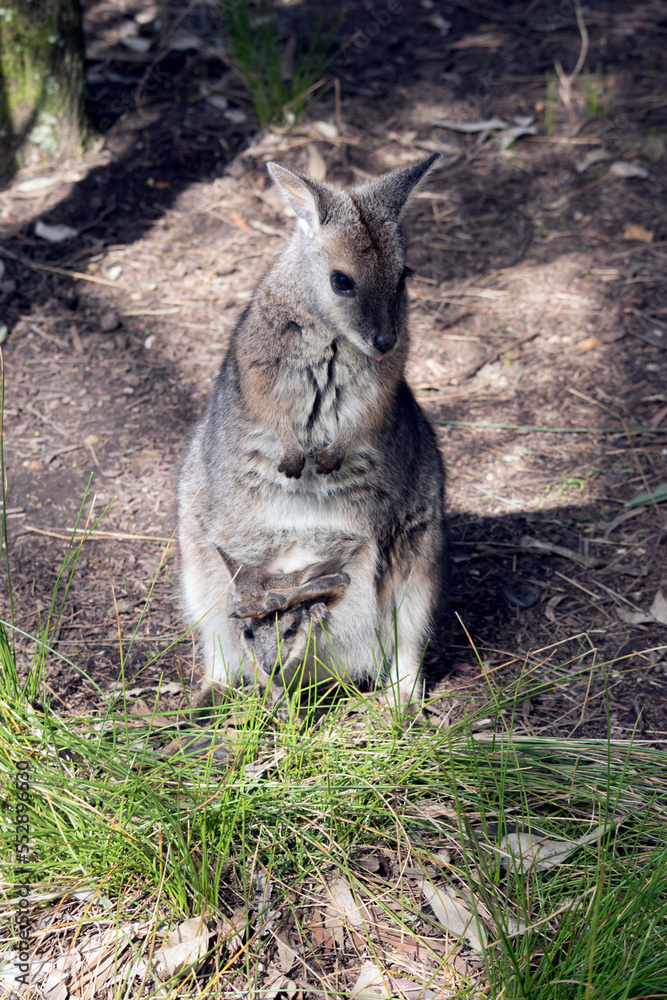 The tammar wallaby is a small grey wallaby with tan arms and white cheek stripes