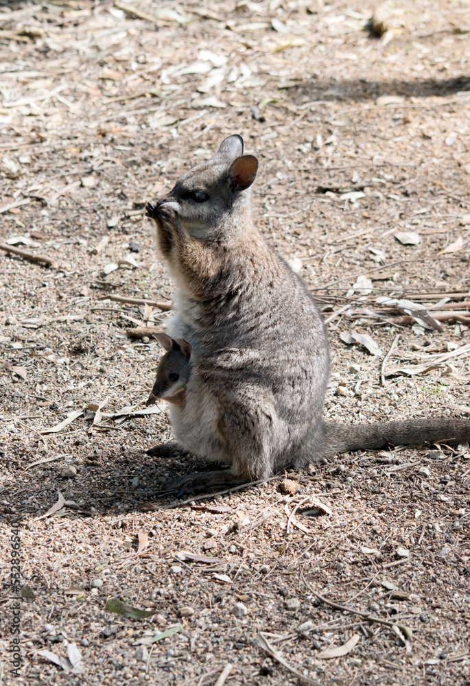 the tammar wallaby has a joey in her pouch the tammar wallaby has a joey in her pouch