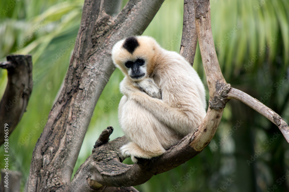 Fototapeta premium this is a female white cheeked monkey