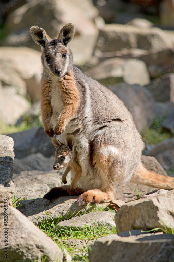 Naklejka premium the yellow footed rock wallaby is is an Australian marsupial