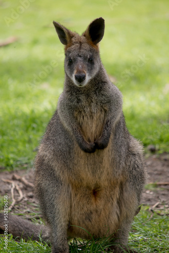 the swamp wallaby is standing on its hind legs