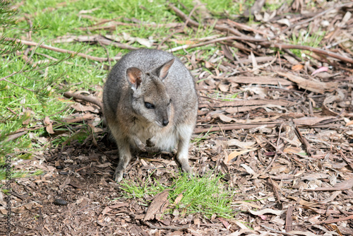 the tammar wallaby is mostly grey with tan paws and a white chest