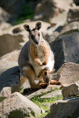 the yellow footed rock wallaby is is an Australian marsupial