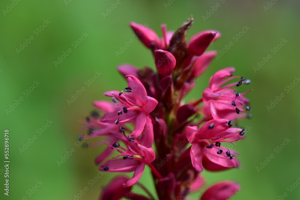 Fototapeta premium Flowers close ups