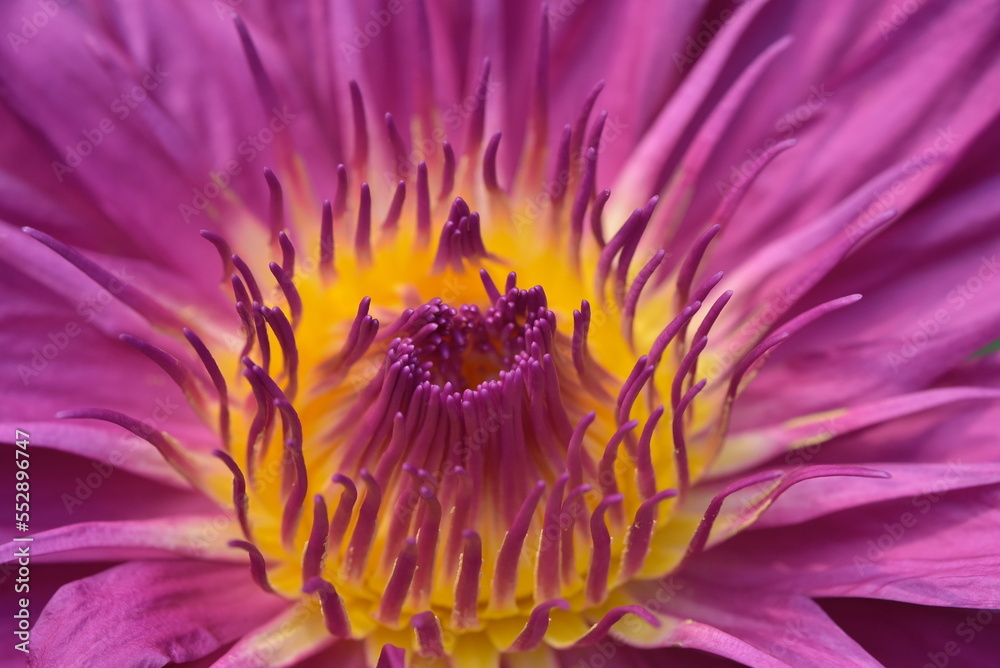 Flowers close ups Flowers close ups