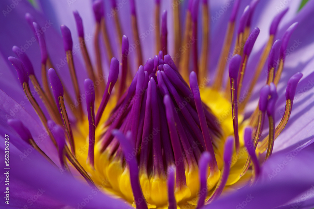 Flowers close ups Flowers close ups