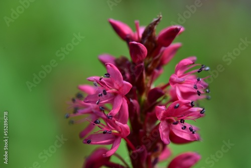 Flowers close ups