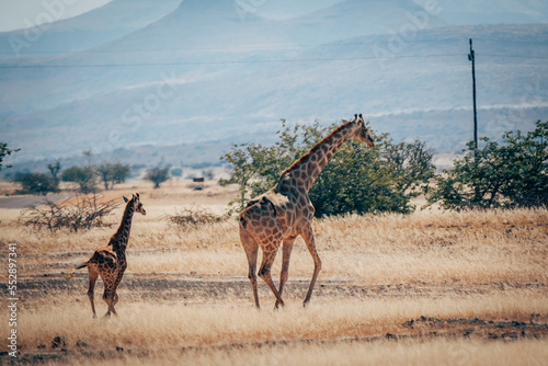 Fototapeta Naklejka Na Ścianę i Meble -  Giraffe mit Jungtier flieht über die Ebene im Damaraland, Namibia