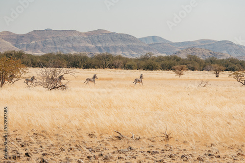 Panorama - Eine Gruppe Bergzebras (Equus zebra) rennt durch das hohe Gras der offenen Savanne im Damaraland, Namibia photo