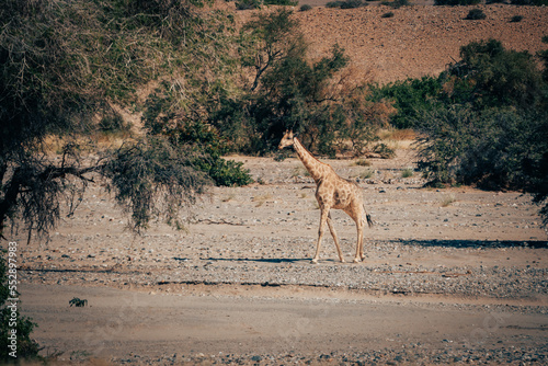 Giraffe läuft durch ein ausgetrocknetes Flussbett, Kaokoveld, Namibia