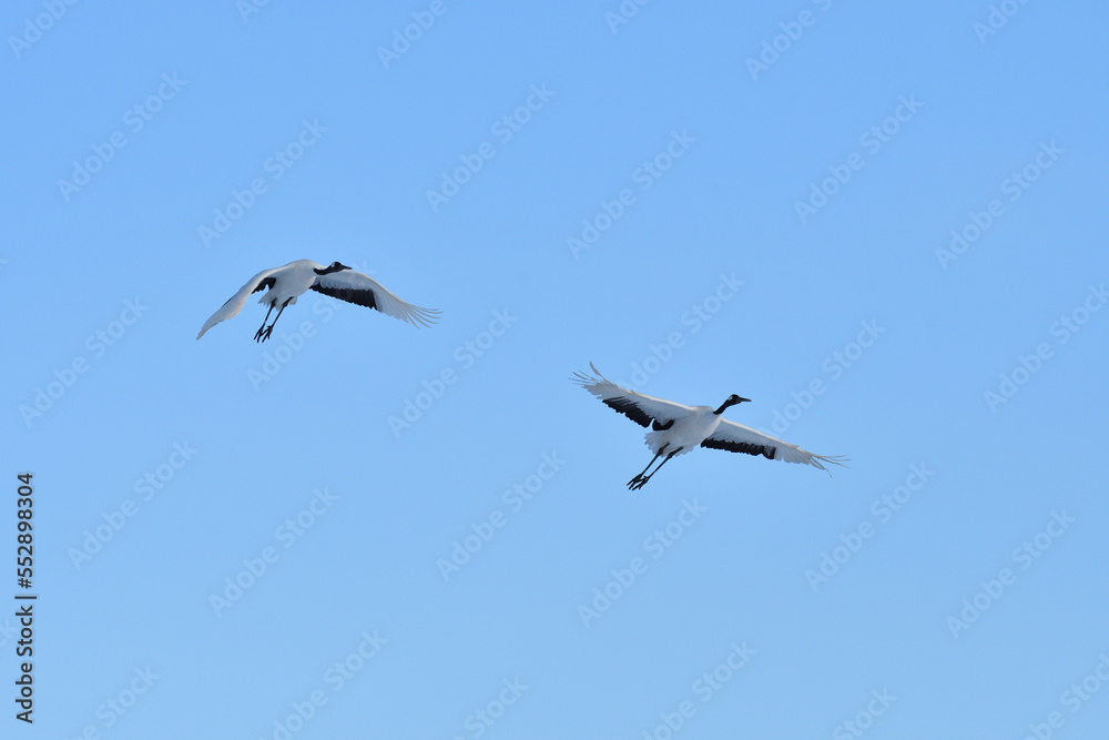 Bird watching, red-crowned crane, in
winter Bird watching, red-crowned crane, in
winter