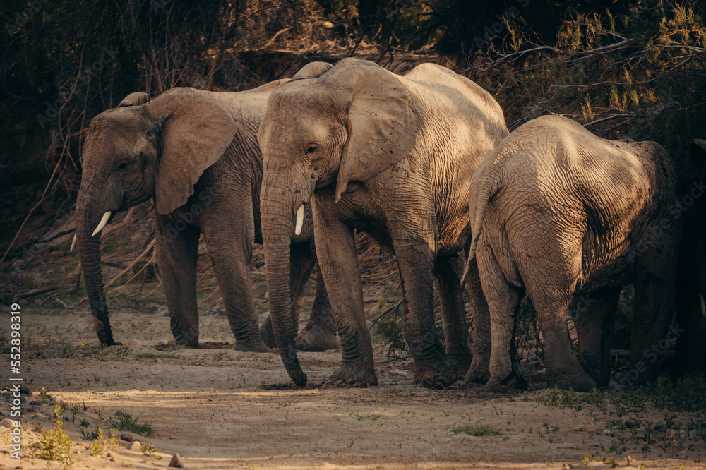 Fototapeta premium Wüstenelefanten (Loxodonta africana) graben im Licht der späten Nachmittagssonne in einem ausgetrockneten Flussbett nach Wasser, Purros, Kaokoveld, Namibia