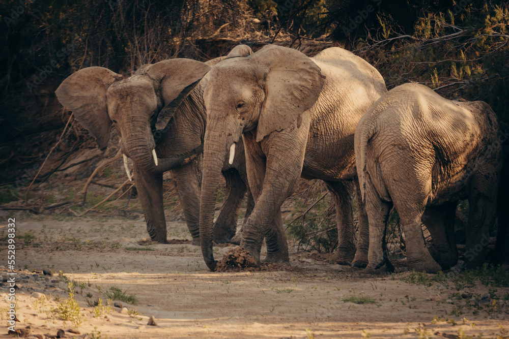 Fototapeta premium Wüstenelefanten (Loxodonta africana) graben im Licht der späten Nachmittagssonne in einem ausgetrockneten Flussbett nach Wasser, Purros, Kaokoveld, Namibia