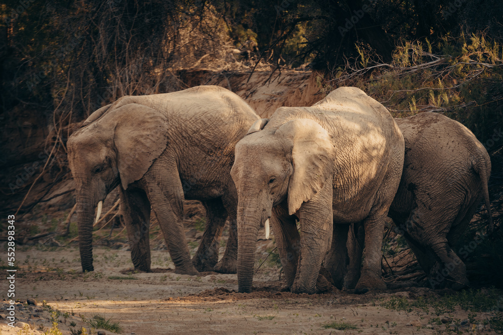 Fototapeta premium Wüstenelefanten (Loxodonta africana) graben im Licht der späten Nachmittagssonne in einem ausgetrockneten Flussbett nach Wasser, Purros, Kaokoveld, Namibia