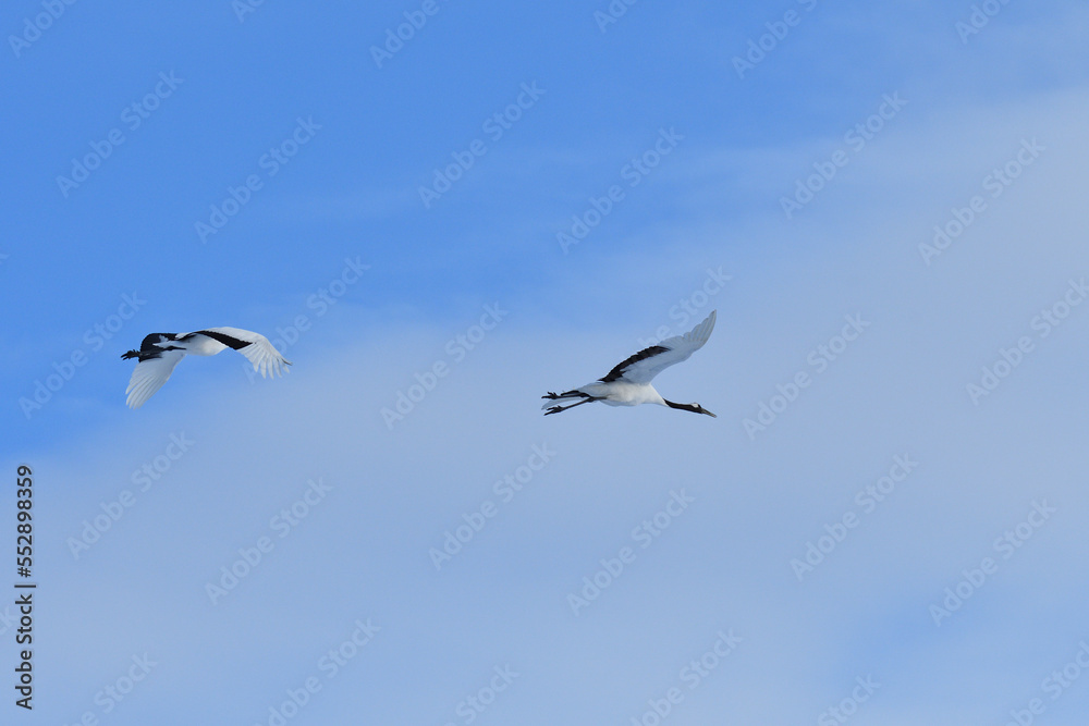 Bird watching, red-crowned crane, in
 winter