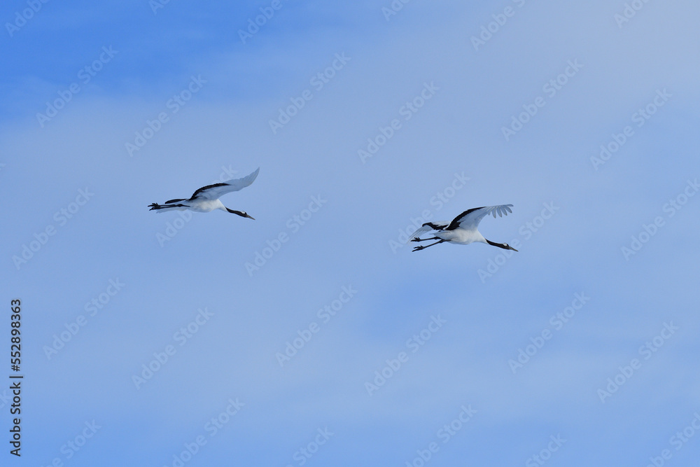 Bird watching, red-crowned crane, in
winter Bird watching, red-crowned crane, in
winter