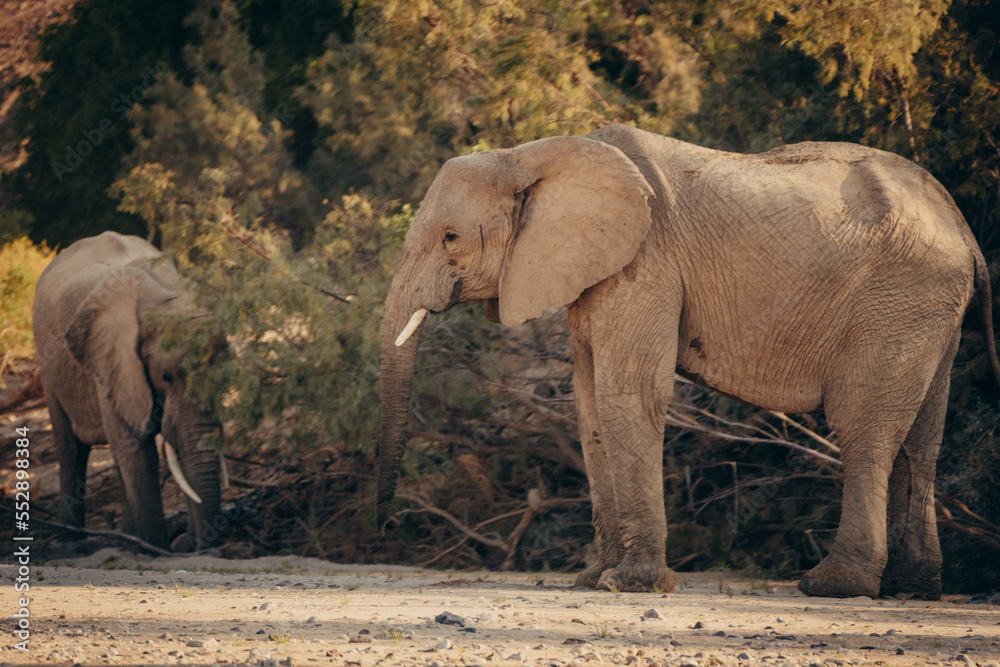 Wüstenelefanten (Loxodonta africana) graben im Licht der späten Nachmittagssonne  in einem ausgetrockneten Flussbett nach Wasser, Purros, Kaokoveld, Namibia