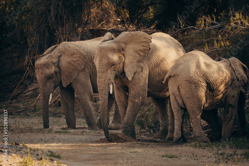 W  stenelefanten  Loxodonta africana  graben im Licht der sp  ten Nachmittagssonne  in einem ausgetrockneten Flussbett nach Wasser  Purros  Kaokoveld  Namibia