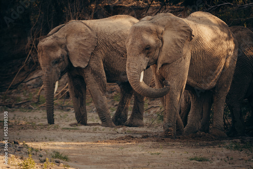 W  stenelefanten  Loxodonta africana  graben im Licht der sp  ten Nachmittagssonne  in einem ausgetrockneten Flussbett nach Wasser  Purros  Kaokoveld  Namibia