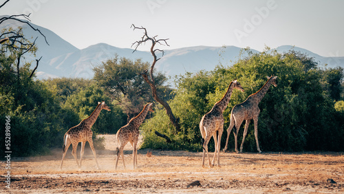 Ein Gruppe Giraffen  Giraffa giraffa  l  uft durch ein ausgetrocknetes Flussbett im Kaokoveld in der N  he von Purros  Kunene  Namibia