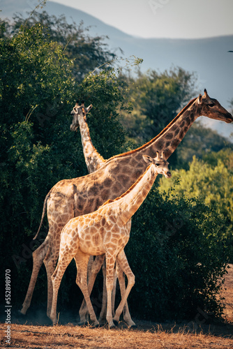 Drei Giraffen  Giraffa giraffa  laufen durch ein ausgetrocknetes Flussbett im Kaokoveld in der N  he von Purros  Kunene  Namibia