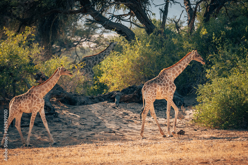 Zwei Giraffen  Giraffa giraffa  laufen durch ein ausgetrocknetes Flussbett im Kaokoveld in der N  he von Purros  Kunene  Namibia