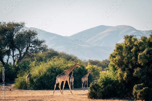 Ein Gruppe Giraffen (Giraffa giraffa) läuft auf der Suche nach Nahrung durch ein ausgetrocknetes Flussbett im Kaokoveld in der Nähe von Purros, Kunene, Namibia photo