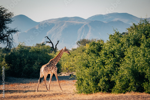Einzelne Giraffe (Giraffa giraffa) läuft durch ein ausgetrocknetes Flussbett im Kaokoveld in der Nähe von Purros, Kunene, Namibia