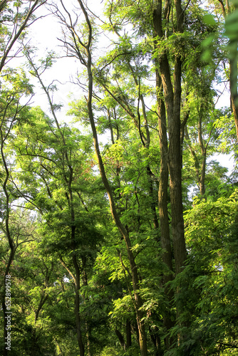 Tall trees. A green  shady forest  national park at sunny summer day. Tall  branchy acacia  Robinia or locust trees with lush  dense foliage. Beautiful natural landscape. Panoramic image. Looking up.