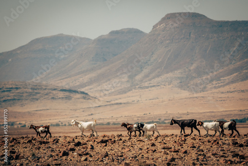 Eine Herde Ziegen, die zu einem Himba-Drf gehören, wandert in einer Reihe über die Ebene im Kaokoveld, Namibia photo