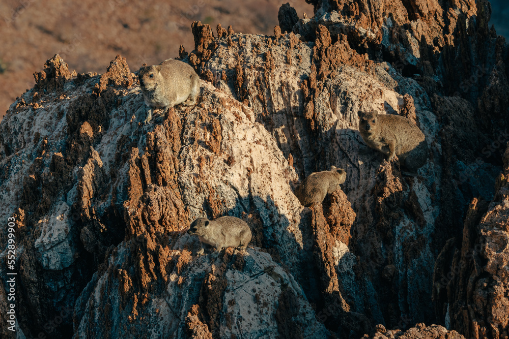 Fototapeta premium Eine Gruppe Klippschliefer (Procavia capensis) sonnt sich auf einem Felsen kurz vor Sonnenuntergang, Kaokoveld, Namibia