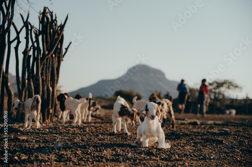 Tierportrait - Kleine Zicklein in einem Himba-Dorf im Kaokoveld, Namibia