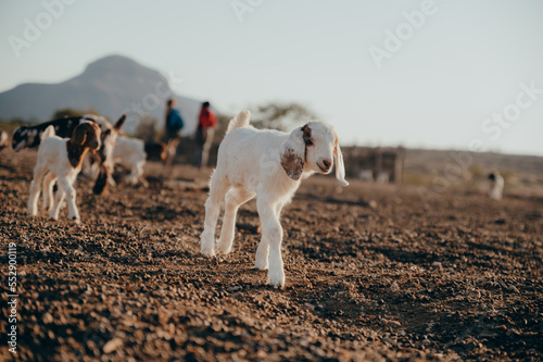 Tierportrait - Kleine Zicklein in einem Himba-Dorf im Kaokoveld, Namibia