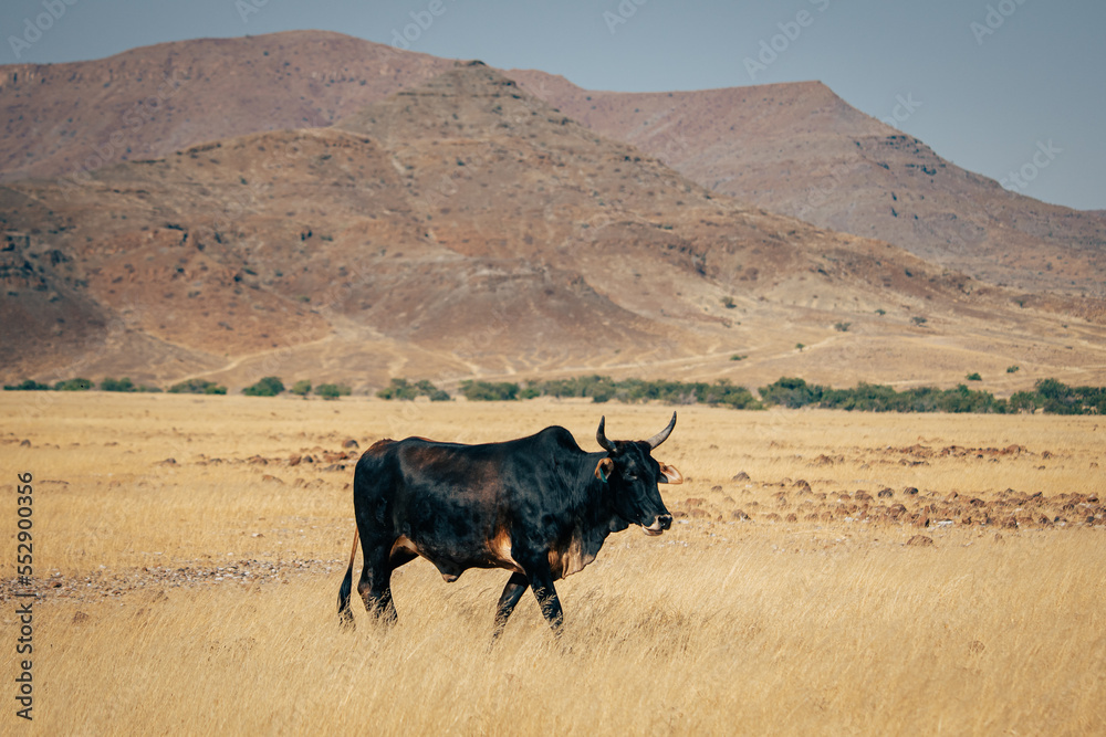 Einzelnes schwarzes Sanga-Rind läuft durch das trockene Grasland im Kaokoveld, Namibia Einzelnes schwarzes Sanga-Rind läuft durch das trockene Grasland im Kaokoveld, Namibia