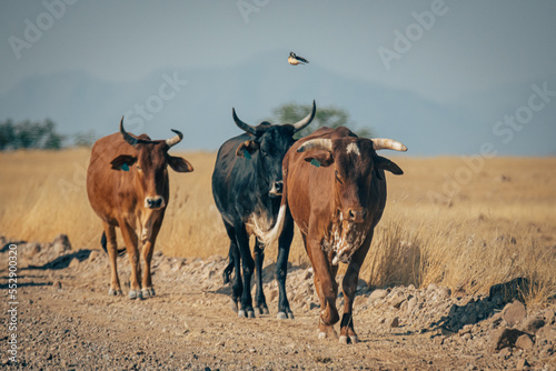 Eine Gruppe Sanga-Rinder laufen entlang einer Straße im Kaokoveld, Namibia