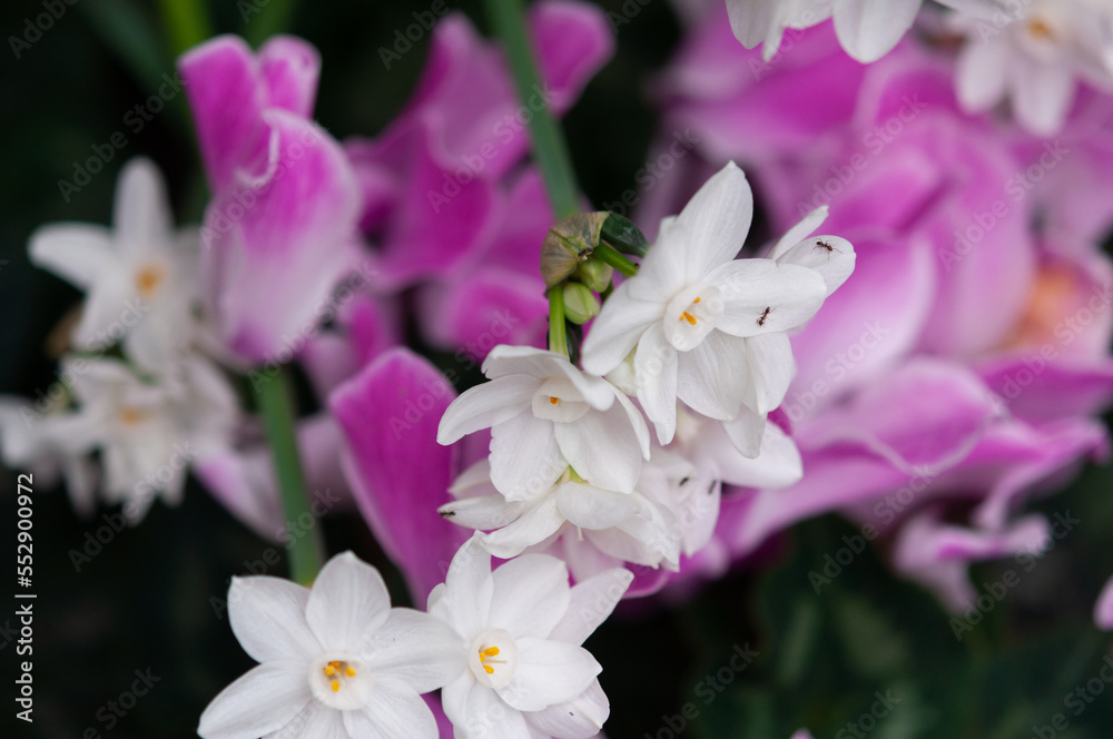 paperwhites (Narcissus papyraceus) and cyclamen paperwhites (Narcissus papyraceus) and cyclamen