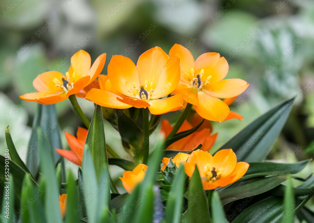 Star-of-Bethlehem or Ornithogalum (lat. - Ornithogalum dubium) Star-of-Bethlehem or Ornithogalum (lat. - Ornithogalum dubium)