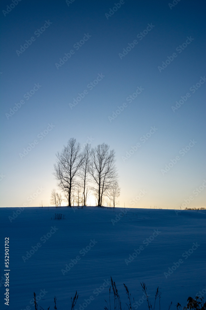 冬の夕暮れの丘に立つ冬木立
