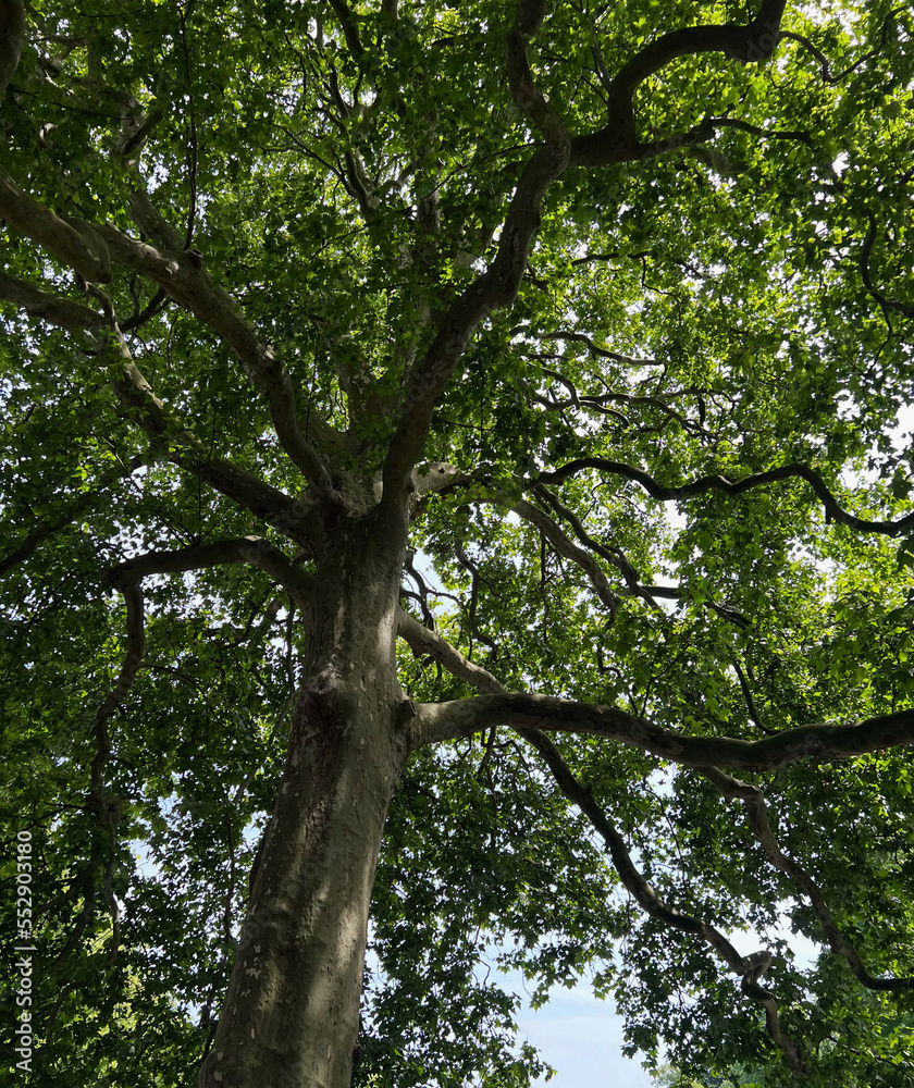 Beautiful tall tree with green leaves near canal, low angle view Beautiful tall tree with green leaves near canal, low angle view
