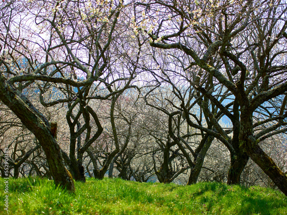 plum blossoms garden in full blooming plum blossoms garden in full blooming
