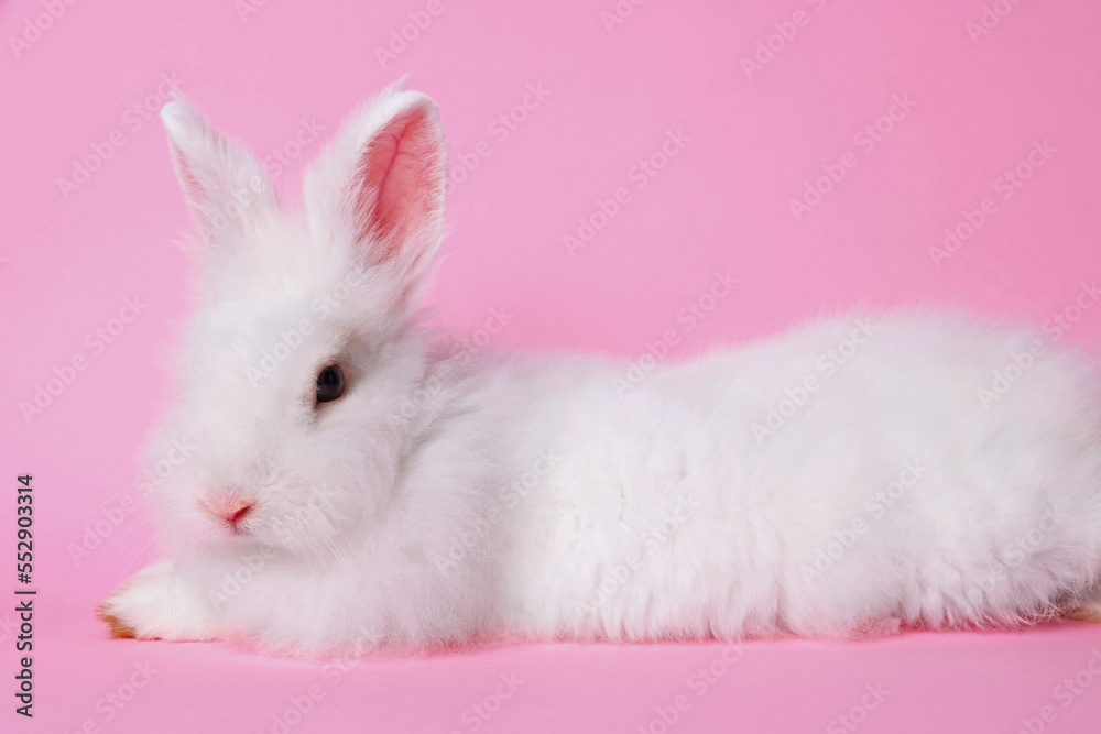 Fluffy white rabbit on pink background. Cute pet Fluffy white rabbit on pink background. Cute pet