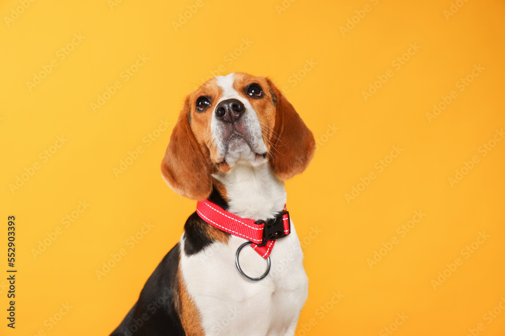 Adorable Beagle dog in stylish collar on orange background