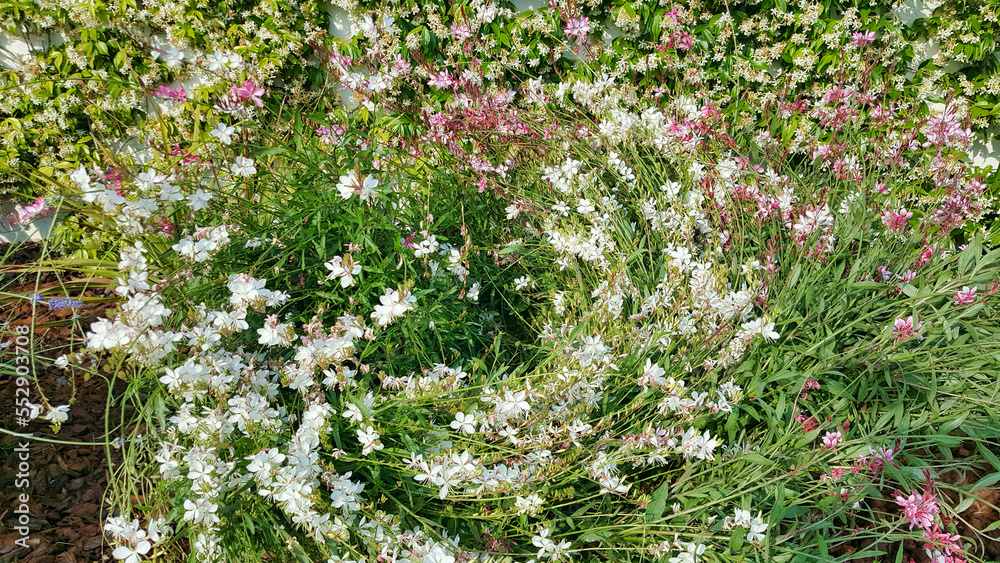 A lot of creeping low bushes with flowers